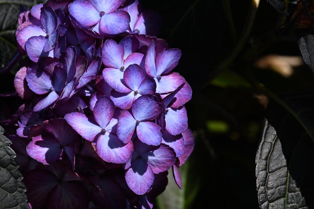 2025-06219110 Tower Hill Botanic Garden, MA.JPG - Hydrangea. New England Botanic Garden at Tower Hill, MA, 6-21-2025
